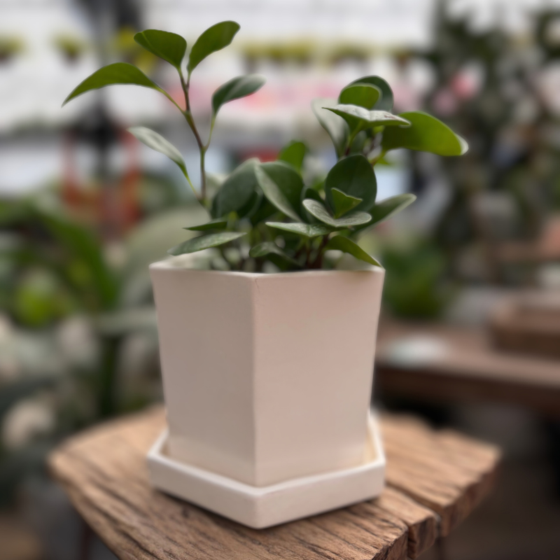 Peperomia-Leparc hexagonal