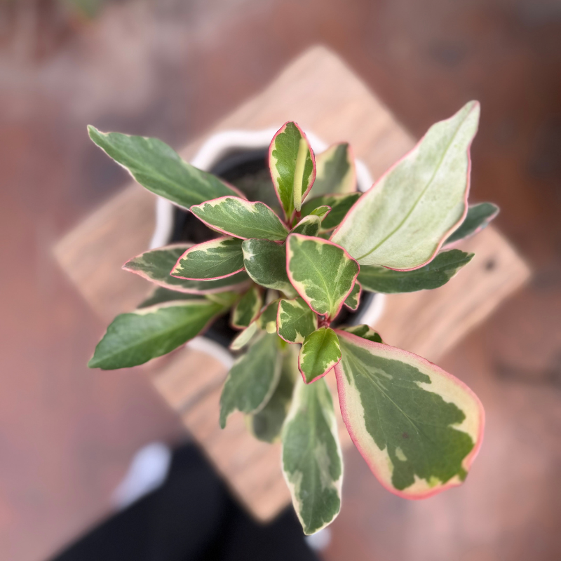 Peperomia-Saphi