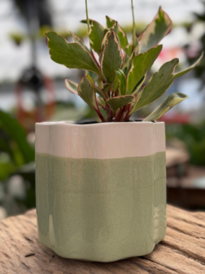 Peperomia-Saphi