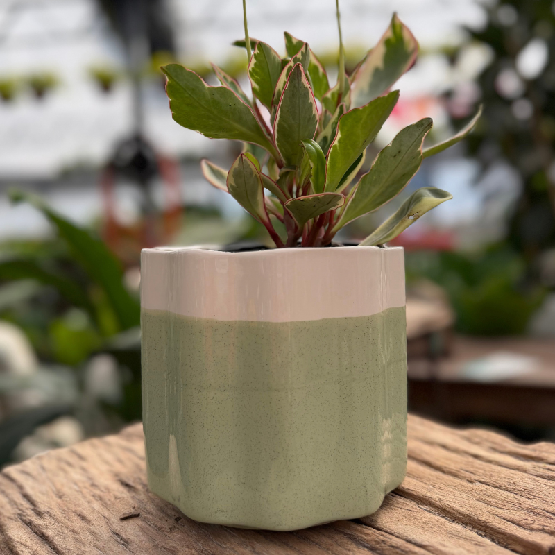 Peperomia-Saphi
