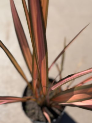 Phormio sundowner
