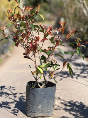 Photinia fraseri (2)