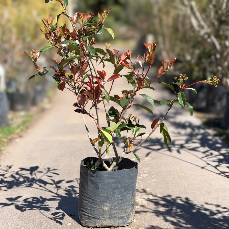 Photinia fraseri (2)