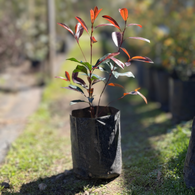 Photinia fraseri (3)