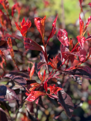 Photinia purple astor