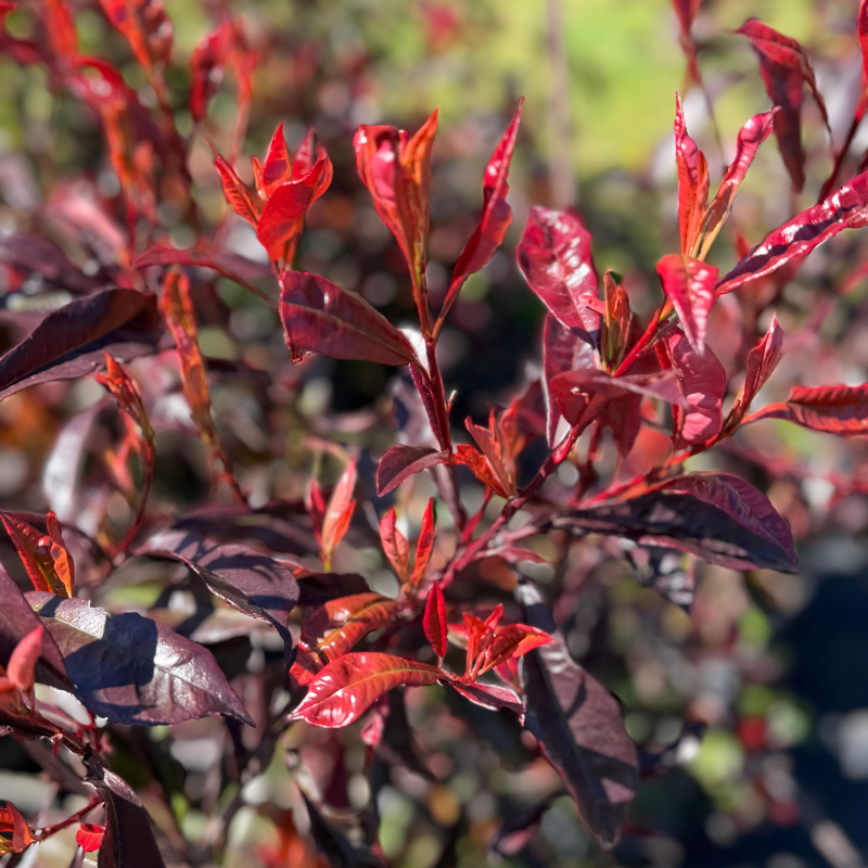 Photinia purple astor