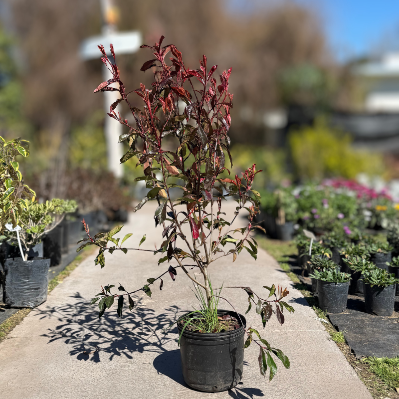 Photinia purple astor