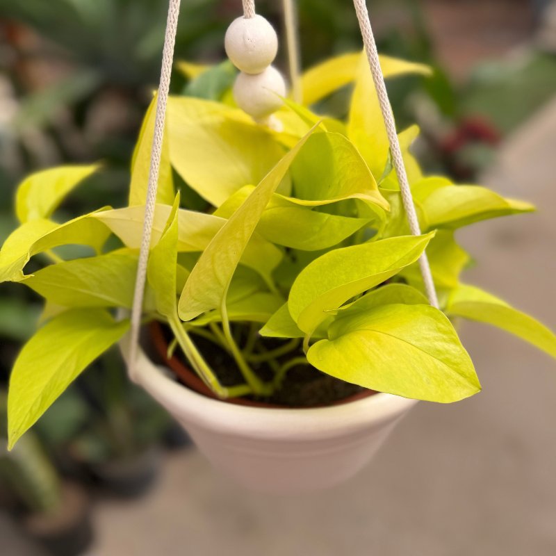 Pothus lemon-Leparc Fontana colgante