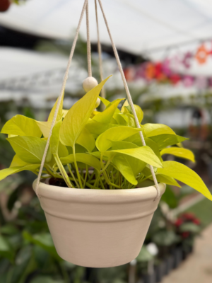 Pothus lemon-Leparc Fontana colgante