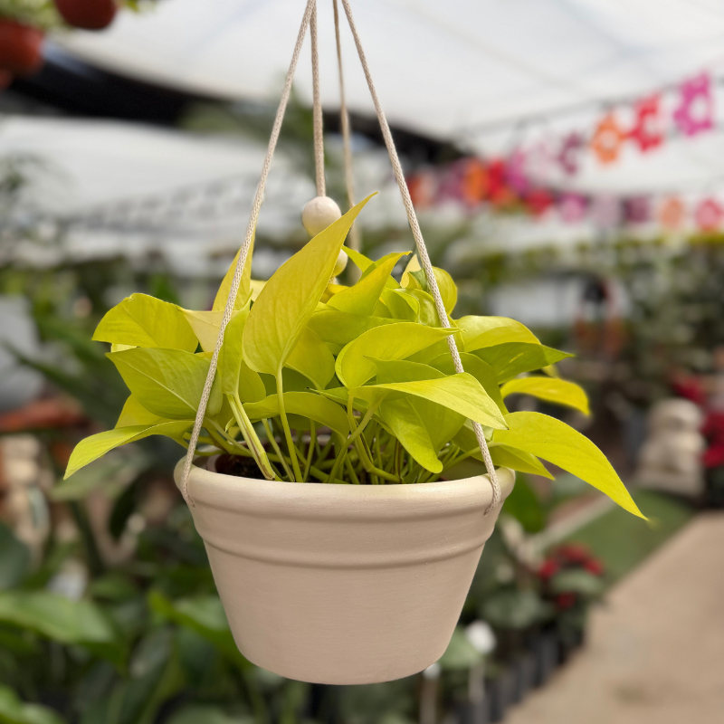 Pothus lemon-Leparc Fontana colgante