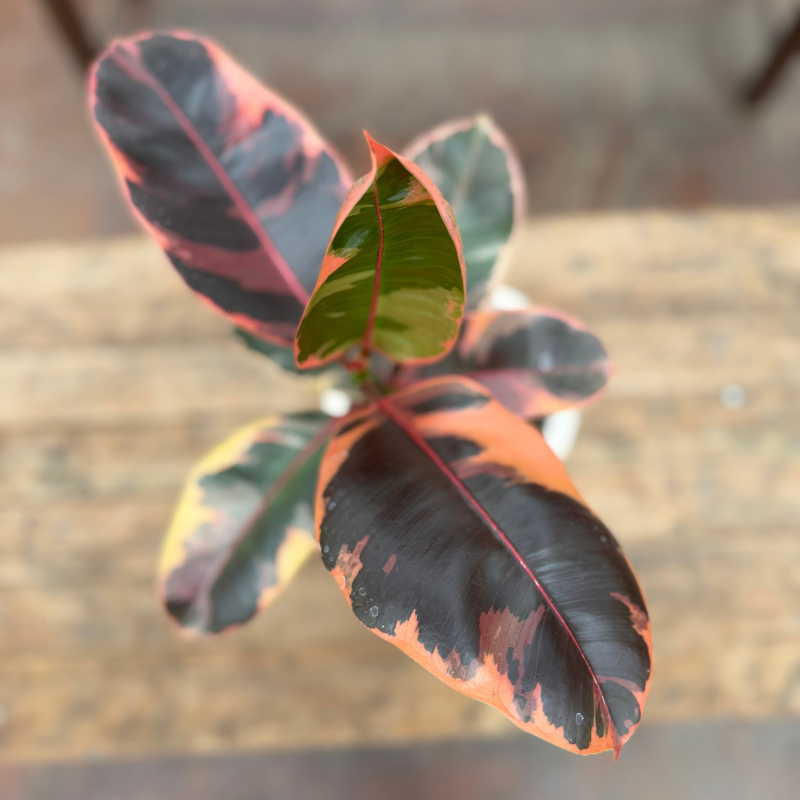 Cilindro LeParc - Gomero Ruby (2)