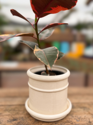 Cilindro LeParc - Gomero Ruby
