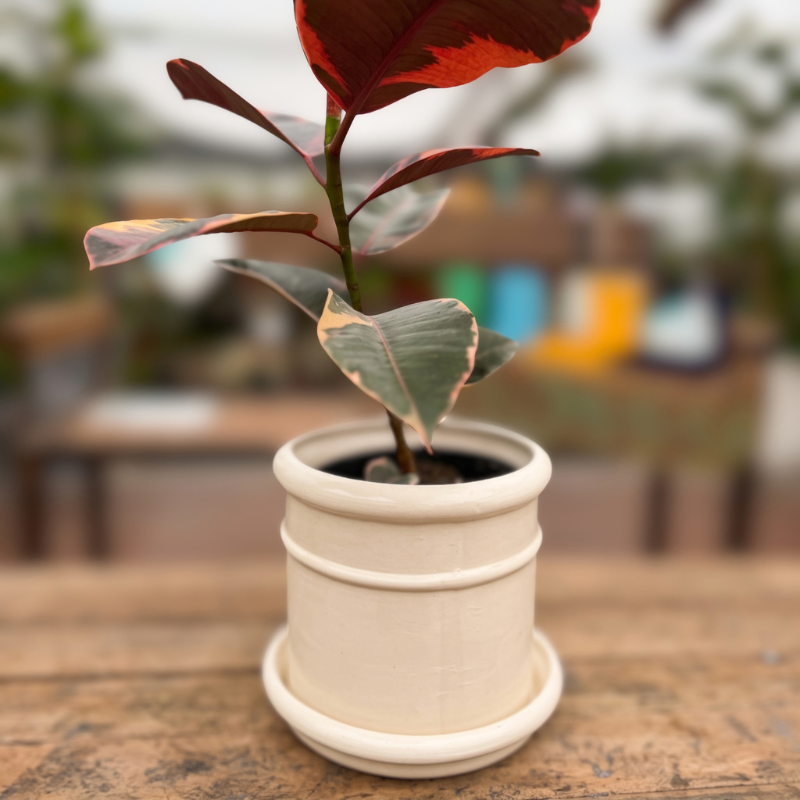 Cilindro LeParc - Gomero Ruby