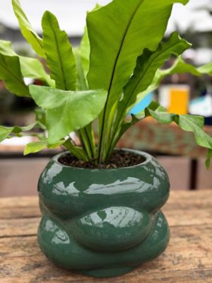 Duomo-Asplenium