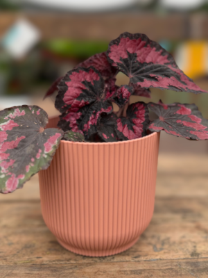 Milán-Begonia Rex