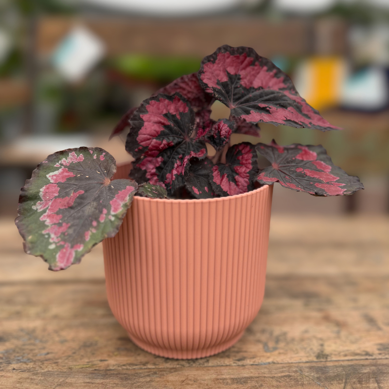 Milán-Begonia Rex
