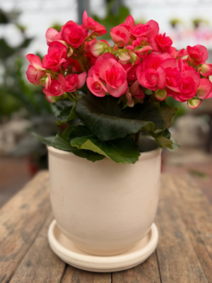 Udine-Begonia de la paz